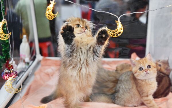 Кошка играет с подвеской на выставке КоШарики-Шоу в Москве - Sputnik 日本