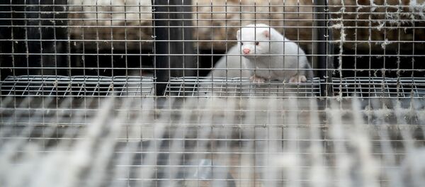 ミンク - Sputnik 日本