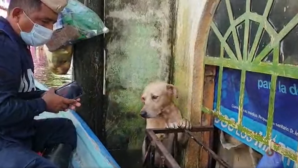 メキシコ　洪水で逃げ遅れた犬を救助 - Sputnik 日本