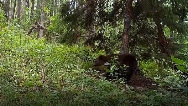 ロシアの自然保護区でクマが「ダンス」 - Sputnik 日本