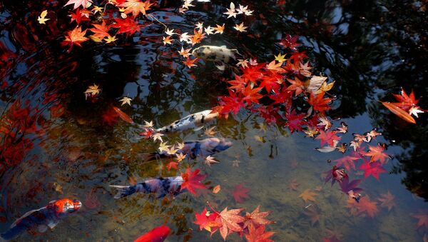 水面に浮かぶ紅葉と鯉 - Sputnik 日本