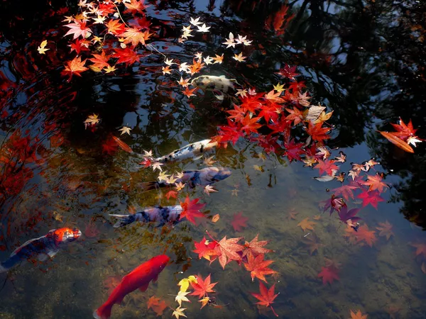 水面に浮かぶ紅葉と鯉 水面に浮かぶ紅葉と鯉 - Sputnik 日本