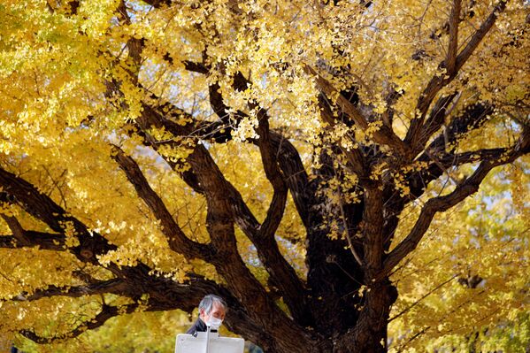 東京都の公園の紅葉の下で絵を描く男性 - Sputnik 日本