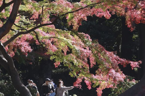 東京都内の公園で紅葉の中を歩く人々 - Sputnik 日本