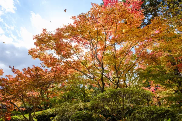 宮城県松島町の寺院「円通院」の紅葉 宮城県松島町の寺院「円通院」の紅葉 - Sputnik 日本