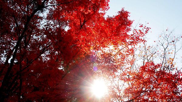 太陽に照らされる紅葉 - Sputnik 日本