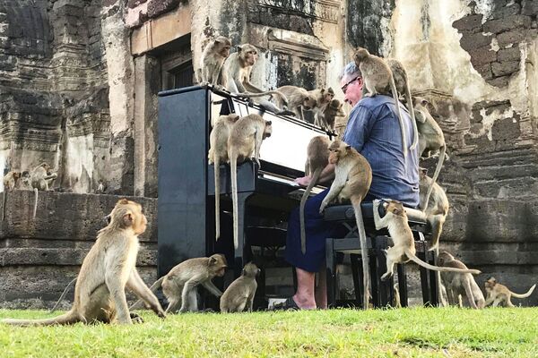 タイのロッブリー県で、廃墟の前で猿に囲まれてピアノを弾く英国人男性 - Sputnik 日本