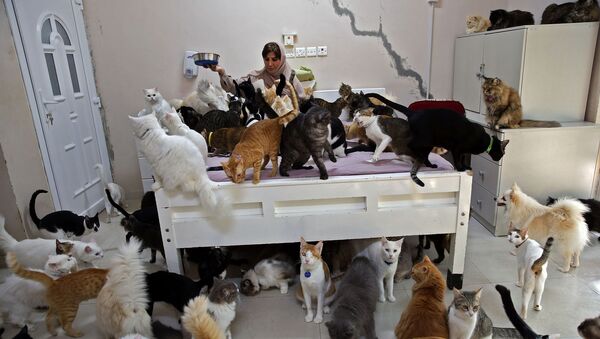 オマーン首都マスカットで飼い猫に餌をあげる女性 - Sputnik 日本