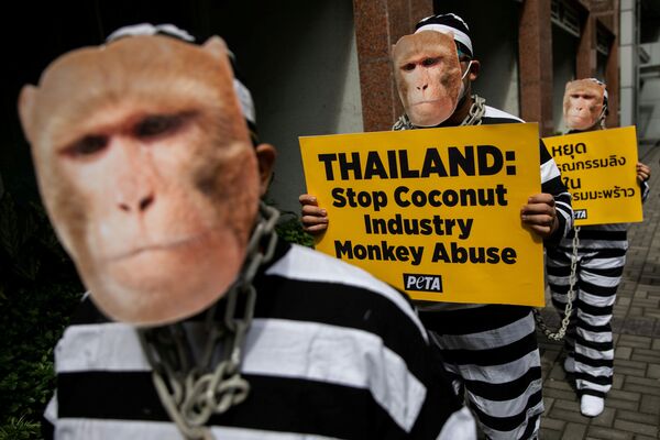 フィリピン首都マニラにあるタイ王国大使館付近で、タイのココナッツ産業におけるサルの虐待に抗議する動物愛護活動家 - Sputnik 日本