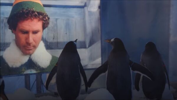 ロンドン水族館　入場者がいなくて寂しがるペンギンに映画上映 - Sputnik 日本