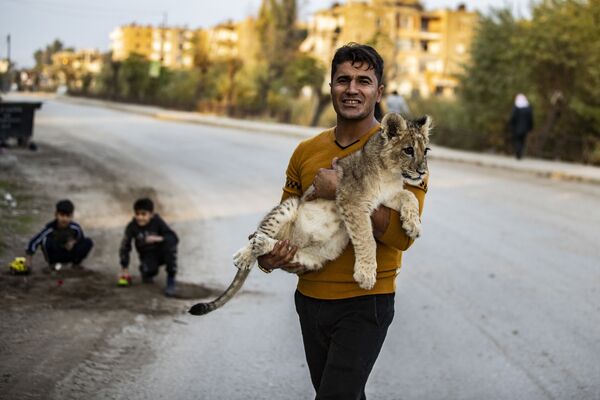 シリア北東部のハサカ県で、ペットのライオンの子どもを抱きかかえる男性 - Sputnik 日本
