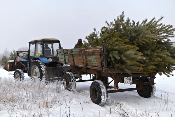 ロシアのオムスク州でヨールカ（新年のツリー）のために伐採され運ばれる松の木 - Sputnik 日本