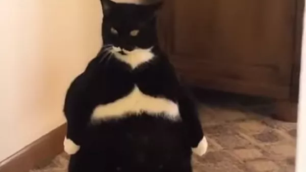 直立不動の猫 - Sputnik 日本
