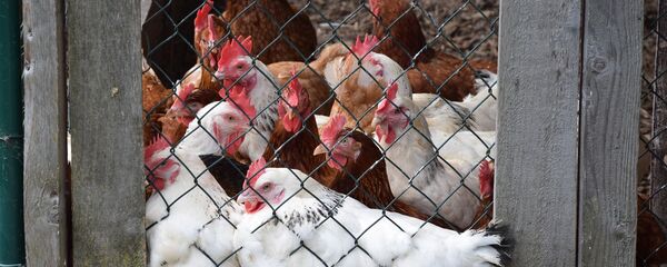 ニワトリ - Sputnik 日本