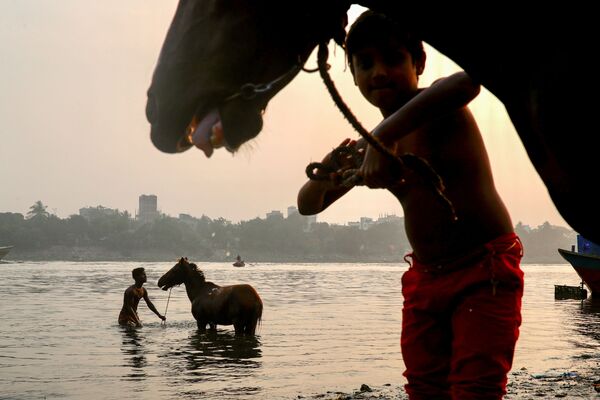 バングラデシュの首都ダッカで、川岸で馬に水浴びをさせる人々 - Sputnik 日本
