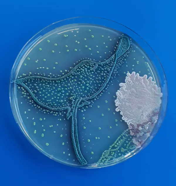 同コンテスト3位入賞作品『Micro-Nature in a spotted eagle ray』 Isabel Araque氏・Jenny Onate氏(エクアドル) 藻類でトビエイを表現 同コンテスト3位入賞作品『Micro-Nature in a spotted eagle ray』 Isabel Araque氏・Jenny Onate氏(エクアドル) 藻類でトビエイを表現 - Sputnik 日本