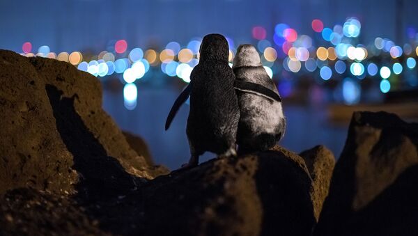 伴侶を無くしたペンギンが寄り添う写真　最優秀賞に選ばれる - Sputnik 日本