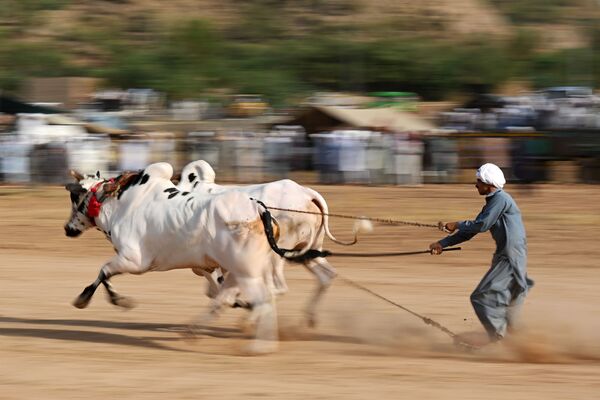 パキスタンの首都イスラマバード近郊のビラワル村で行われた伝統的な雄牛レース - Sputnik 日本