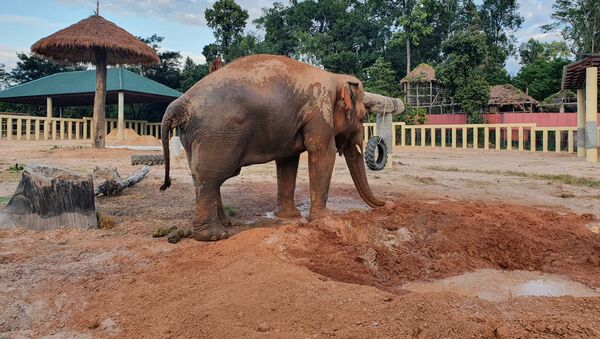 Самый одинокий слон Kaavan в заповедник в Камбодже - Sputnik 日本