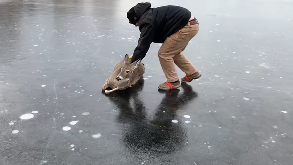 鹿を救助する男性 - Sputnik 日本