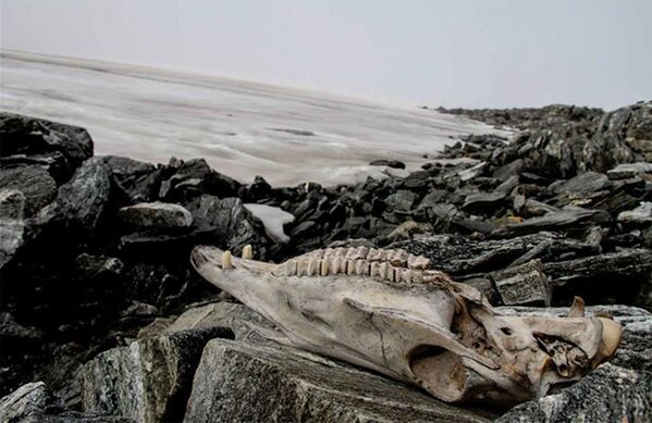 ノルウェーの氷河で発見された馬の頭蓋骨 - Sputnik 日本