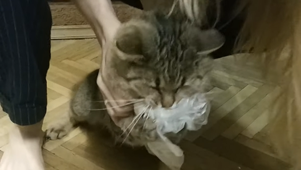冷蔵庫から食べ物を盗む猫 - Sputnik 日本
