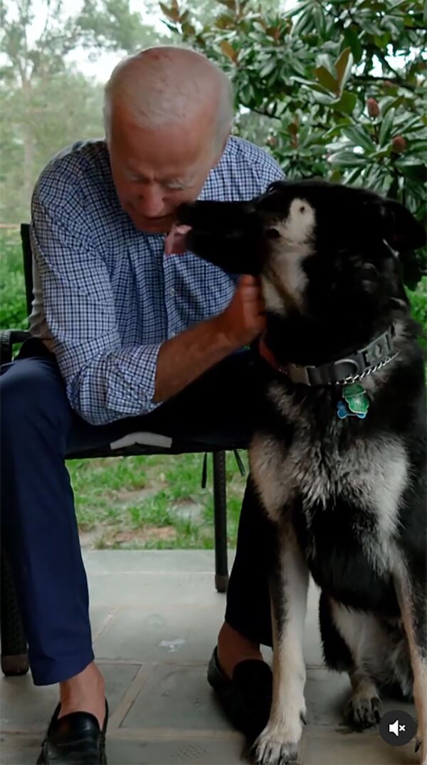米国のジョー・バイデン次期大統領と愛犬、メジャー - Sputnik 日本
