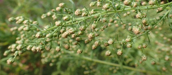 ヨモギ属 ヨモギ属 - Sputnik 日本