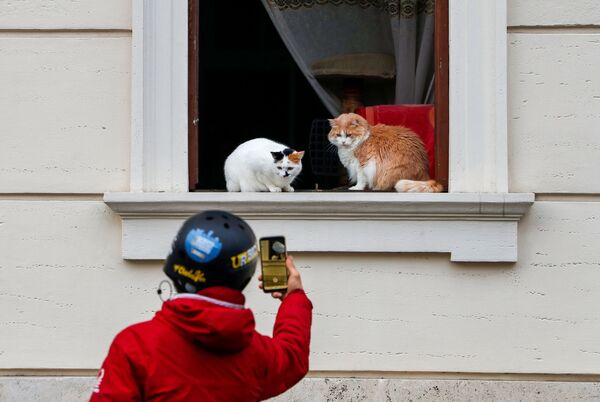 イタリア・ローマで窓際に座る猫を写真に収める男性 - Sputnik 日本