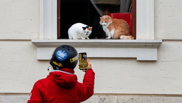 イタリア・ローマで窓際に座る猫を写真に収める男性 - Sputnik 日本