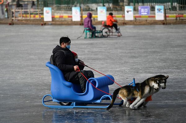 中国・北京で、凍結した湖で犬ぞりをする親子 - Sputnik 日本