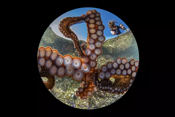「ベスト・オブ・ショー」受賞作品『The Day of the Tentacles』 Gaetano Dario Gargiulo氏 「ベスト・オブ・ショー」受賞作品『The Day of the Tentacles』 Gaetano Dario Gargiulo氏 - Sputnik 日本
