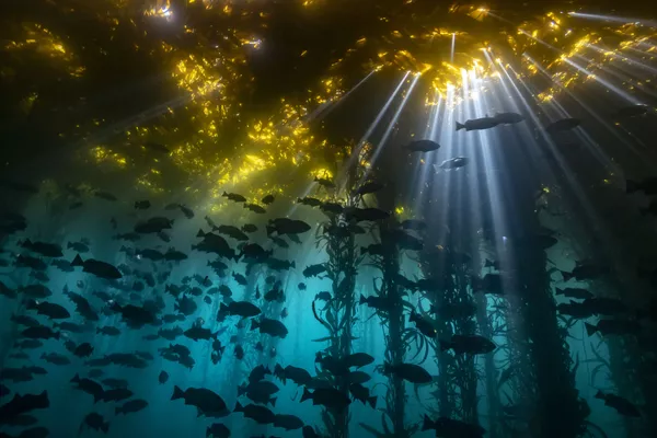 「コールドウォーター」部門1位入賞作品『Cathedral of Kelp』 Jon Anderson氏 「コールドウォーター」部門1位入賞作品『Cathedral of Kelp』 Jon Anderson氏 - Sputnik 日本
