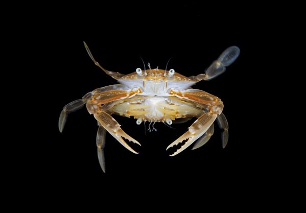 「海洋生物の行動」部門1位入賞作品『Mating Crabs』Steven Kovacs氏 - Sputnik 日本