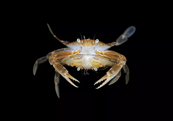 「海洋生物の行動」部門1位入賞作品『Mating Crabs』Steven Kovacs氏 「海洋生物の行動」部門1位入賞作品『Mating Crabs』Steven Kovacs氏 - Sputnik 日本