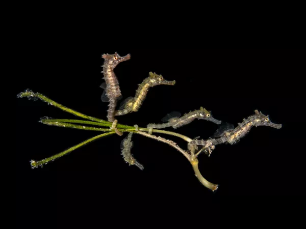 「コンパクトマクロ」部門1位入賞作品『5 Baby Seahorses』 PT Hirschfield氏 「コンパクトマクロ」部門1位入賞作品『5 Baby Seahorses』 PT Hirschfield氏 - Sputnik 日本
