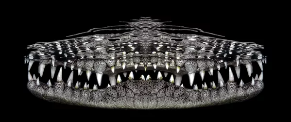 「アンダーウォーター」部門1位入賞作品『Crocosmile』 Jenny Stock氏 「アンダーウォーター」部門1位入賞作品『Crocosmile』 Jenny Stock氏 - Sputnik 日本