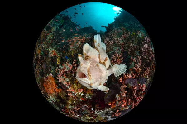 「コンパクト・広角」部門1位入賞作品『Giant Frogfish(オオモンカエルアンコウ)』 Enrico Somogyi氏 「コンパクト・広角」部門1位入賞作品『Giant Frogfish(オオモンカエルアンコウ)』 Enrico Somogyi氏 - Sputnik 日本