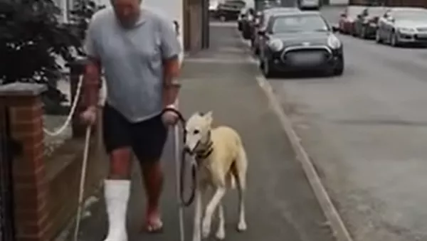 足を引きずって歩く犬