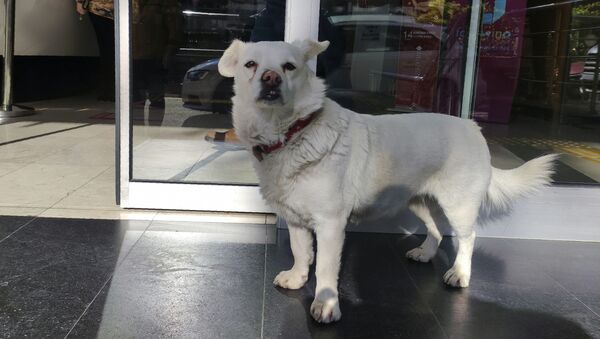 「トルコの忠犬ハチ公」―病院の前で飼い主を待ち続けた犬 - Sputnik 日本
