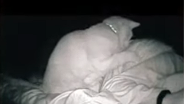 睡眠を妨害する猫 - Sputnik 日本