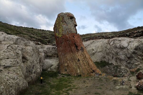 ギリシャ・レスボス島の「化石の森」で発掘された、化石化した樹齢2000万年の木 - Sputnik 日本