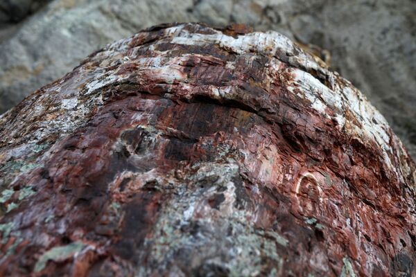 ギリシャ・レスボス島の「化石の森」で発掘された、化石化した樹齢2000万年の木 - Sputnik 日本