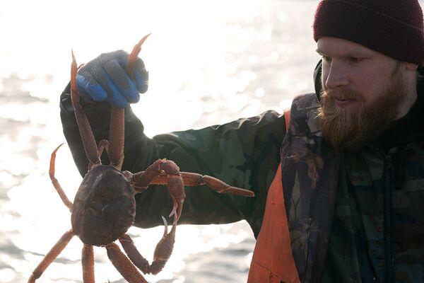 獲れたての活蟹を披露する漁師 - Sputnik 日本