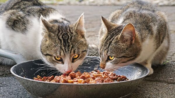 「空飛ぶ食堂」　カザフスタン、ドローンを使って野良猫に餌やり - Sputnik 日本