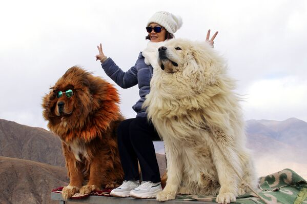 中国・チベット自治区の山中でチベット原産の大型犬、チベタン・マスティフと写真を撮る女性 - Sputnik 日本