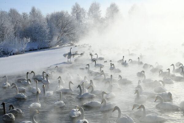 ロシア・アルタイ地方のバルナウルにある白鳥自然保護区の湖に集まったオオハクチョウ - Sputnik 日本