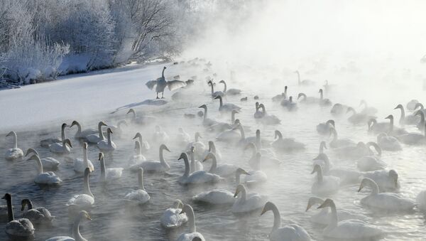 ロシア・アルタイ地方のバルナウルにある白鳥自然保護区の湖に集まったオオハクチョウ - Sputnik 日本