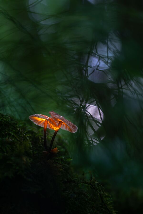 ナショナルアワード受賞作品『Glowing Mushroom』　Janis Palulis氏（ラトビア） - Sputnik 日本
