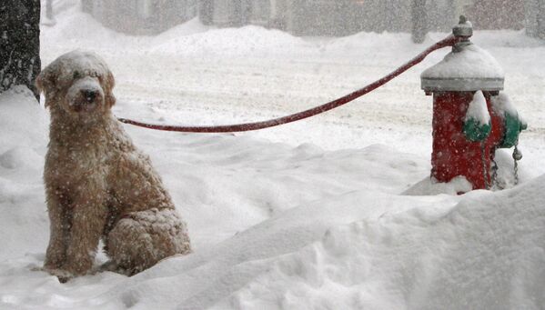 雪の中飼い主を待つ犬（米バーモント州、2011年2月） - Sputnik 日本